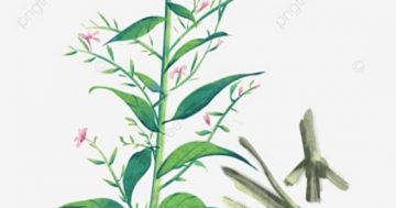 พืช ..ฟ้าทะลายโจร.. Andrographis paniculata