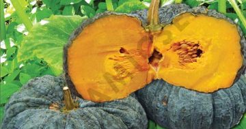 หน่วย ฟักทอง อนุบาล2