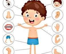 หน่วย อวัยวะ อนุบาล1/3