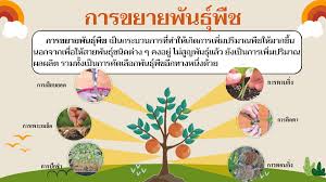 ม.3 หน่วยที่ 6 การขยายพันธ์ุพืช